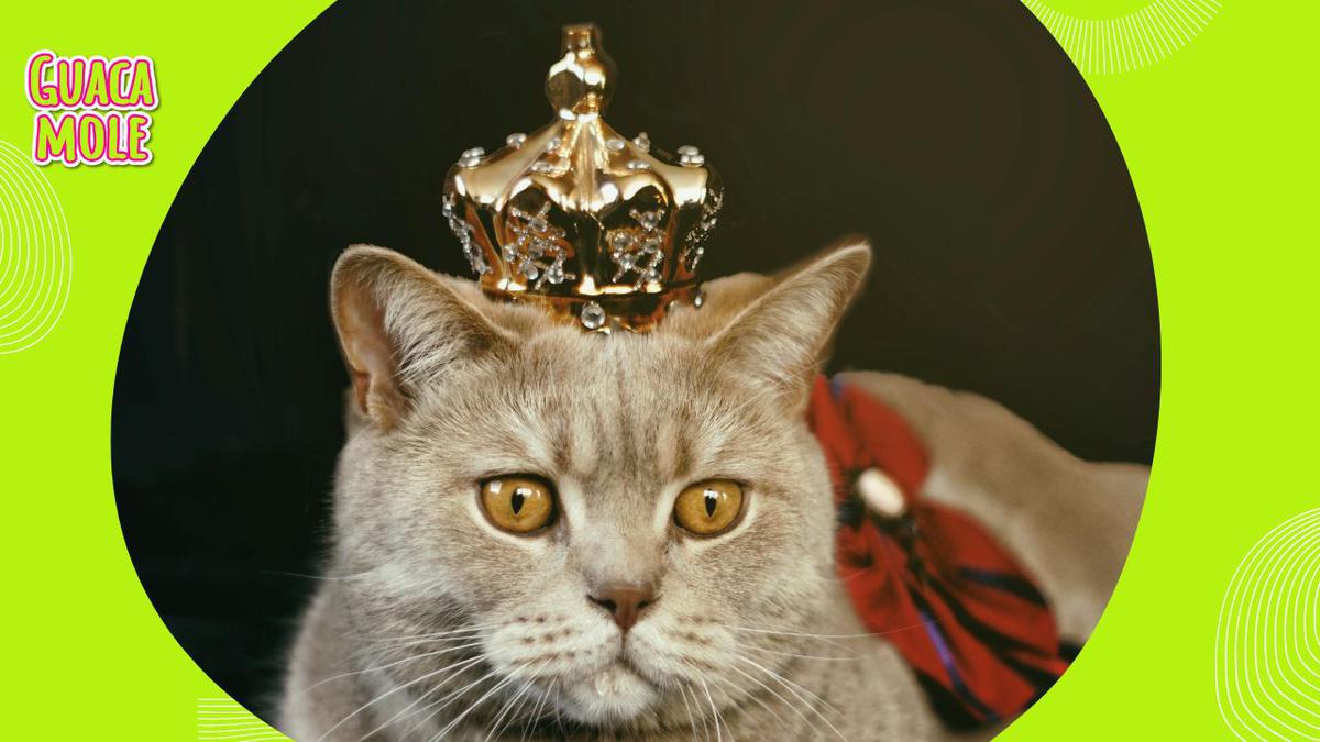 Cat Fest, descubre de que se trata y por qué debes llevar a tu gato. | Fan Fest invita a todas las personas que quieren ir con su gatito a compartir una tarde en el Cat Fest 2024.