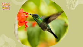 ¡Conoce el paso a paso de la preparación de néctar para colibríes y aliméntalos!
