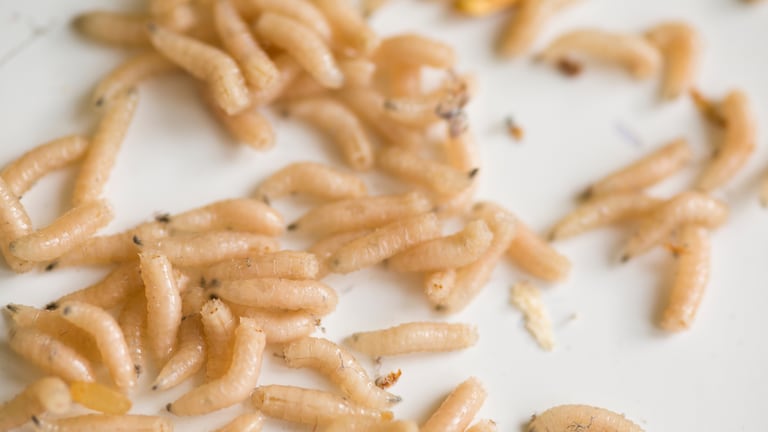 Unos gusanos de mosca.