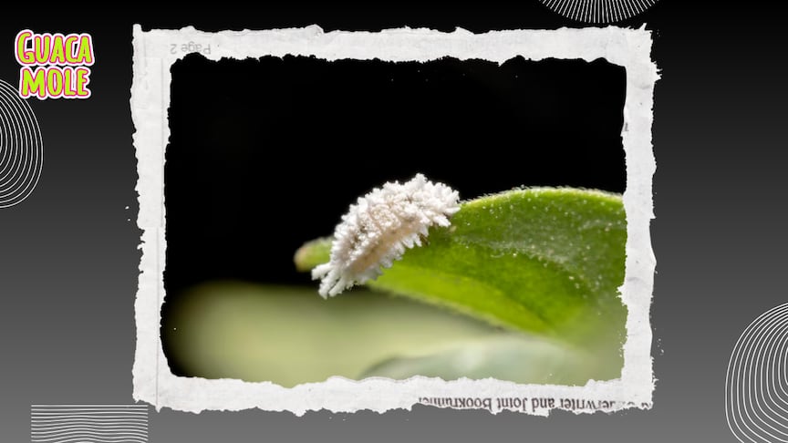 Conoce las mejores formas de acabar con esta plaga en tus plantitas. (Especial: Freepik).