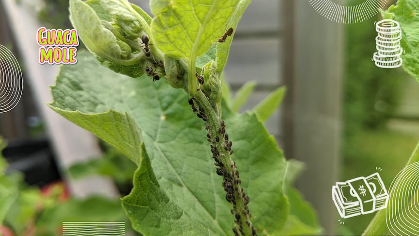 ¡No permitas que las hormigas lastimen tus plantas! Conoce los consejos para mantenerlas lejos. (Canva)