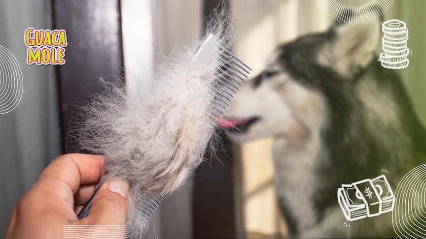 Conoce los trucazos que te harán mantener lejos a los pelos de tu peludito. (Canva)