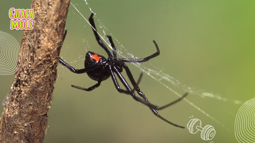 Si eres de los que no sabes cómo es la telaraña de la viuda negra, aquí te lo contamos para que tengas cuidado. (Canva)