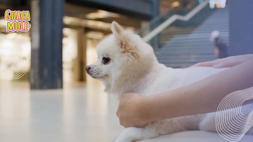 ¡Lleva a tu perrito de compras! Estos sitios permiten la entrada de tu mascota para que juntos vivan una gran experiencia. (Canva)