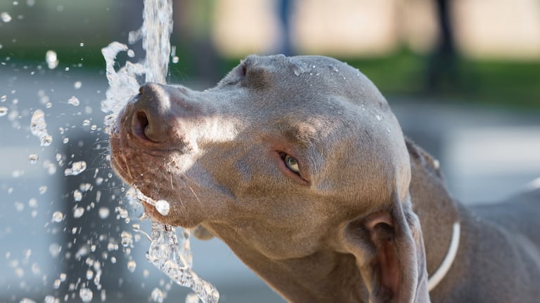 Un perrito tomando agua.