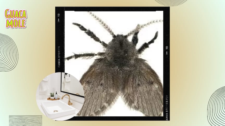 Evita que estas mosquitas se llenen en tu baño y casa con estos tips. (Especial: Freepik).