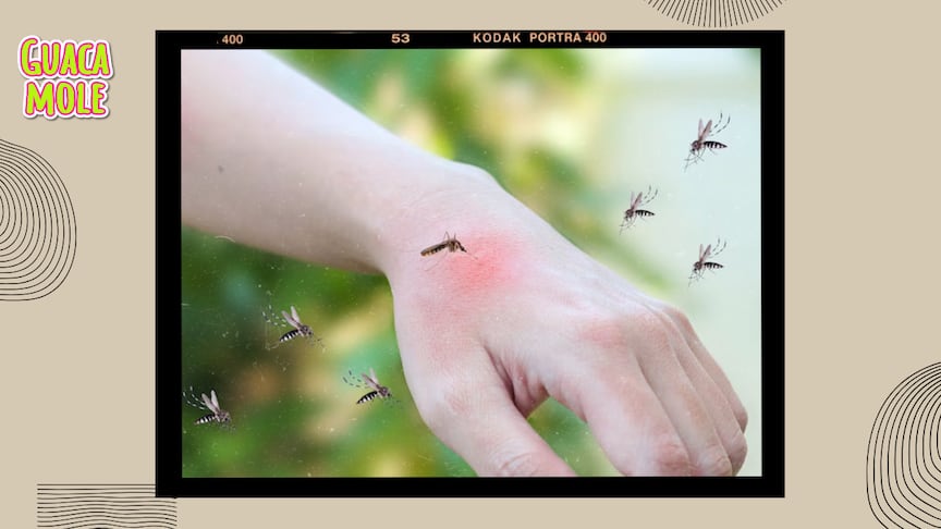 Evita que te molesten estos insectos con estas recomendaciones de expertos. (Especial: Freepik).