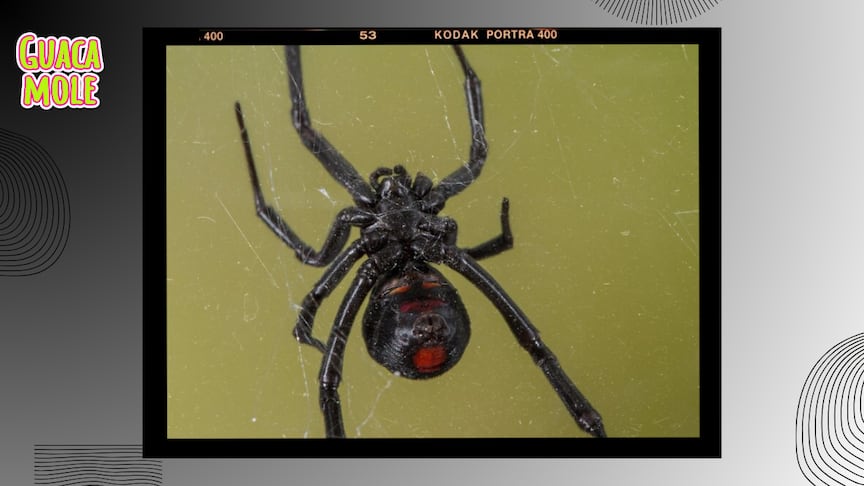 Conoce lo más importante sobre esta especie de araña peligrosa. (Especial: Freepik).