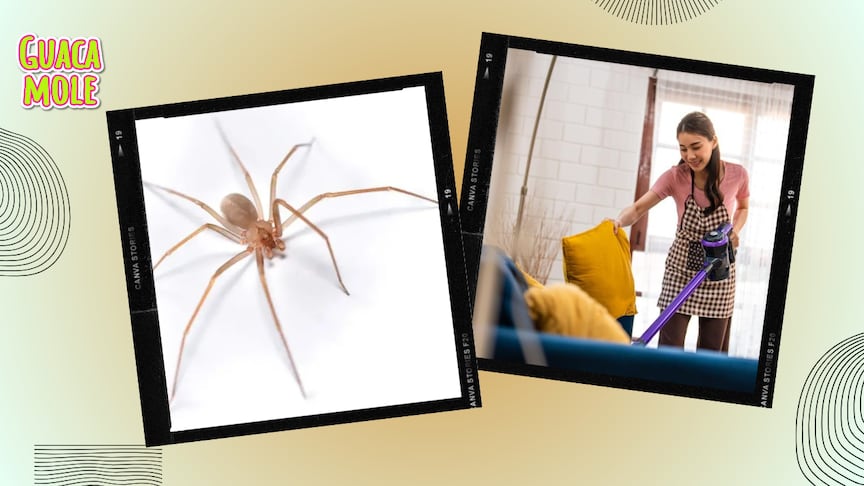 Con estos artefactos podrás decirle adiós a la araña de rincón. (Especial).