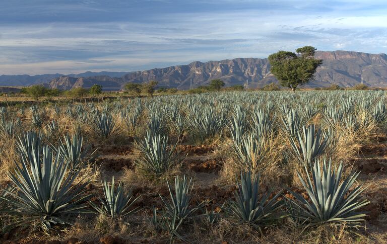 Mezcal. Imagen ilustrativa de magueyes.