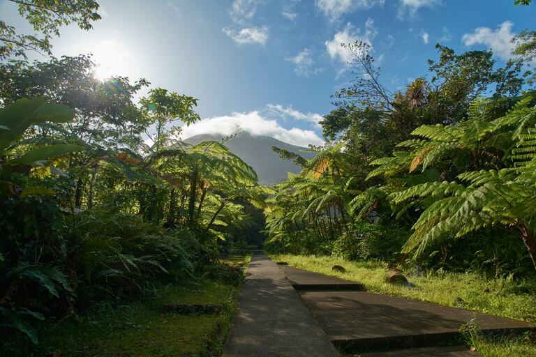 Las cabañas tienen acceso a una selva tropical así como a una playa. (Fuente: Pexels).