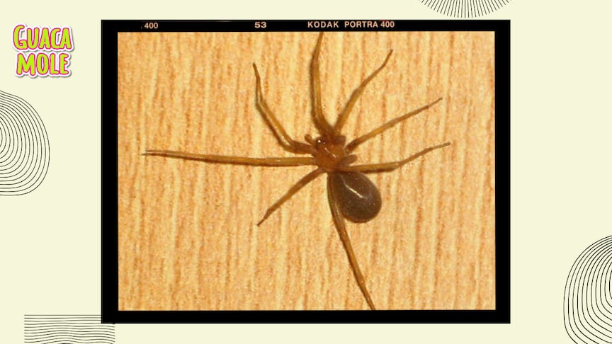 Estos son los estados de México donde más está la araña violinista. (Especial).