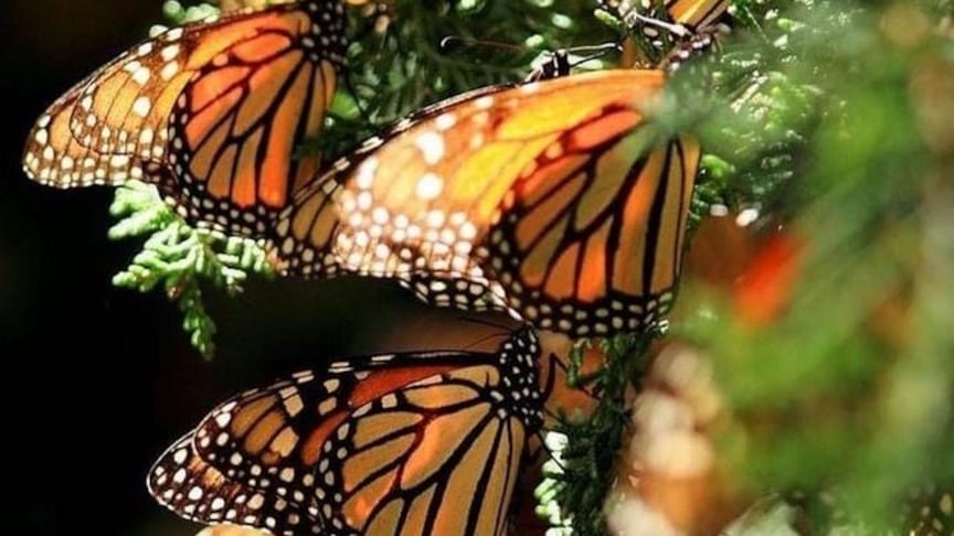 El santuario ubicado entre Michoacán y México (mariposasmonarca_/ Instagram).