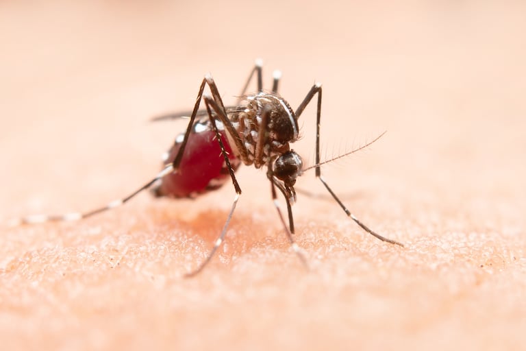 ¿Mosquitos en casa?