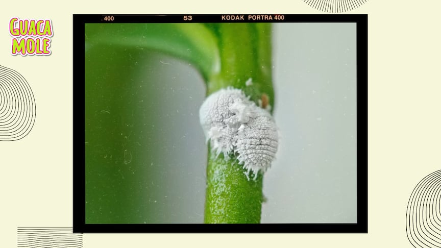 Conoce cómo esta plaga puede invadir tus plantitas y cómo puedes evitarlo. (Especial: Freepik).