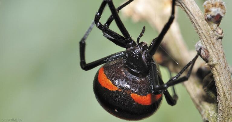 Araña viuda negra.