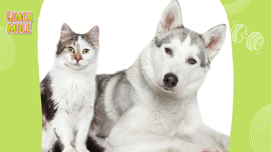 ¿Qué te gusta más, tener perritos o gatitos en casa? Chécate tu personalidad. (Canva)