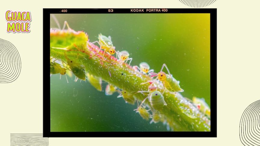 Dile adiós de una vez por todas a esta plaga de plantitas. (Especial: Freepik).