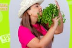 Con este sencillo truco mantendrás siempre fresco tu cilantro y otras hierbas. (Freepik)