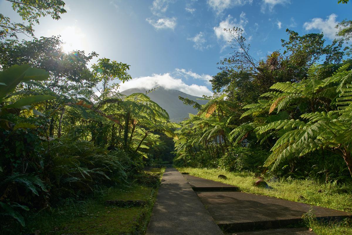 Playa y selva con descuento. | Las cabañas tienen acceso a una selva tropical así como a una playa. (Fuente: Pexels).