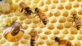 ¿Cómo saber si la miel es realmente de abeja?