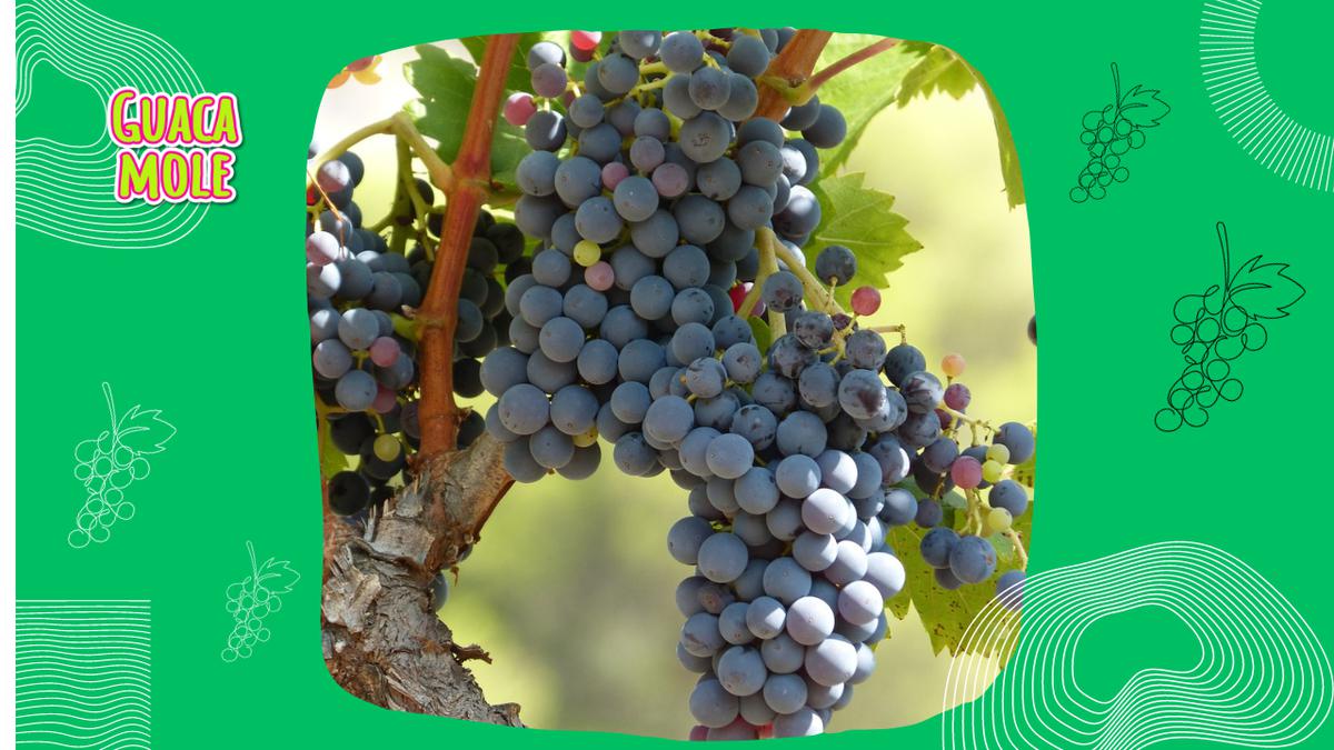 Uvas | Las uvas se conservan mejor en ambientes fríos (pixabay.com).
