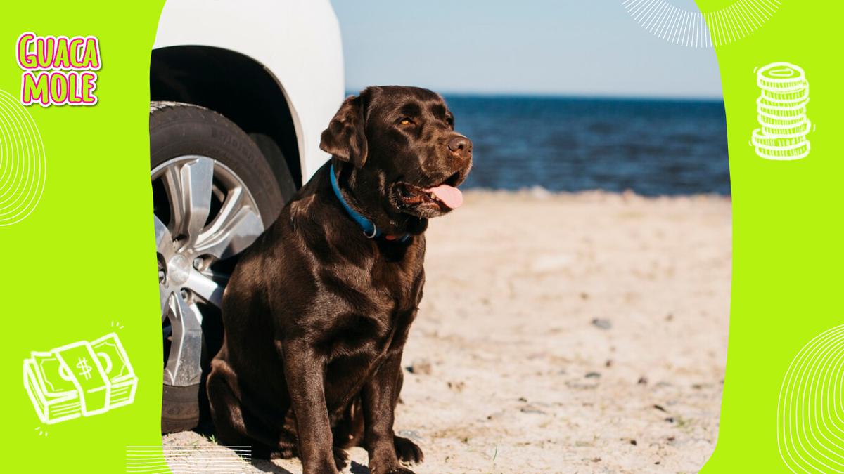 El repelente casero para que los perros no se orinen en las llantas de tu carro