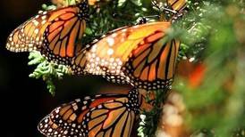 Ya puedes visitar los santuarios de la mariposa Monarca