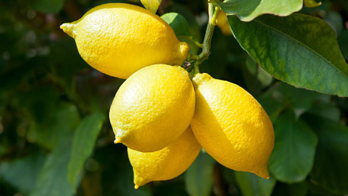 Limones limonero | El limón le dará un toque especial a cualquier comida y bebida. Foto: iStock